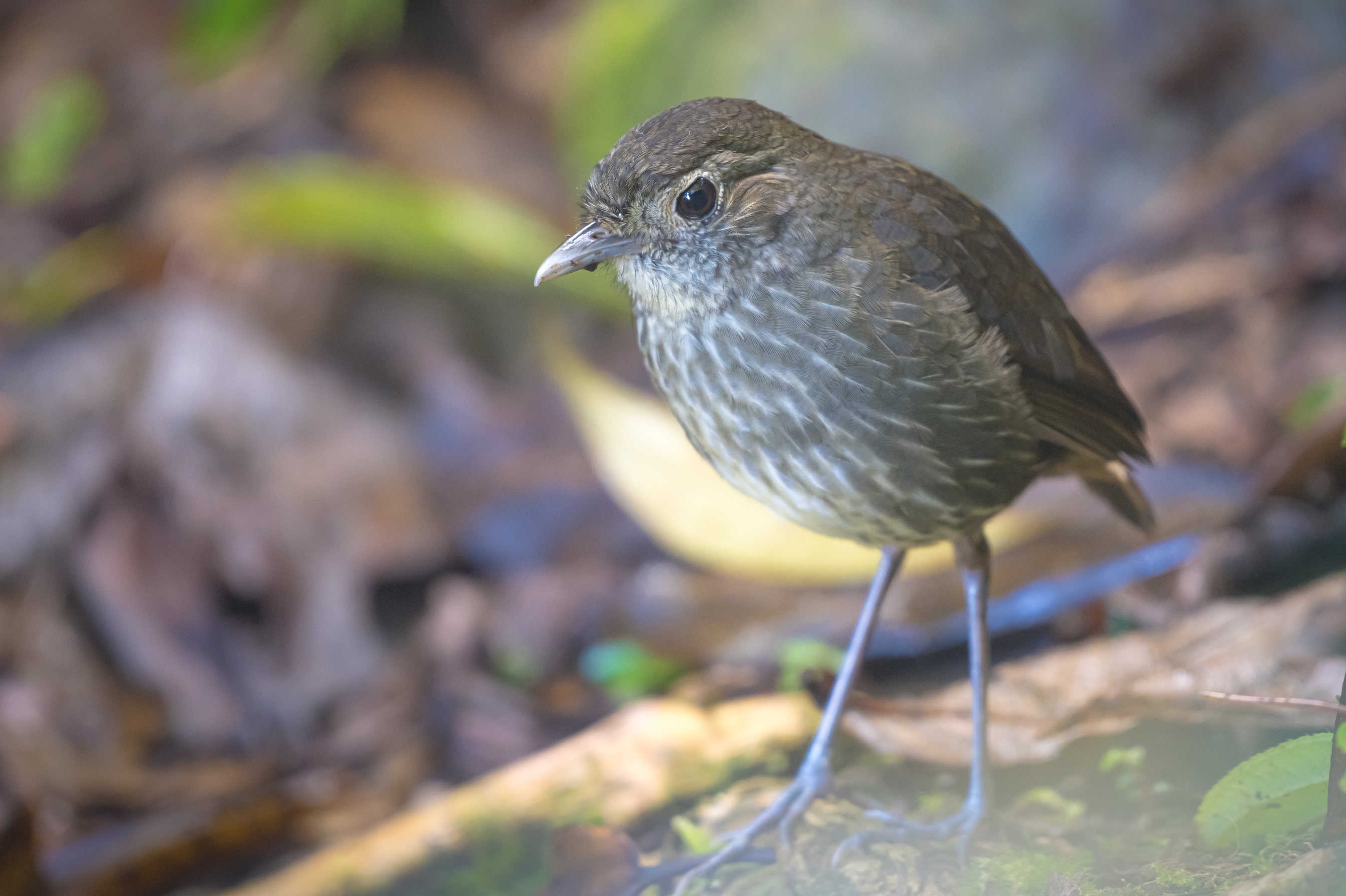 BOGOTÁ ENDEMICS - BIRDING ESCAPE 3D-2N